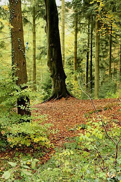 These woods are carefully managed and are a rich source of timber from a variety of trees.